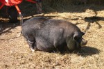potbellied-pig