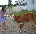 calf feeding (1)