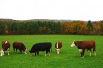 cows