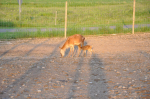 deer and fawn