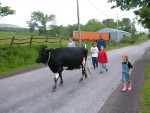 naifehkidsBrandonwalking cowgood