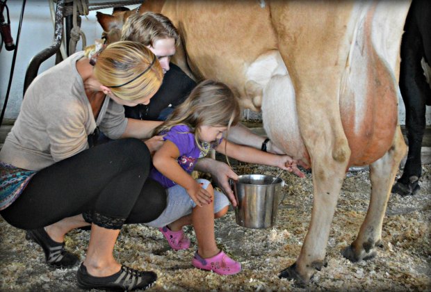 Learn how to milk a cow at Hull-O-Farms.