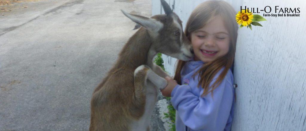 Animal playing with kid