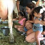 farm-life-milk-cows-farm-vacation