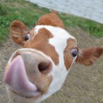 cow-hull-o-farm-stay-vacation-animals